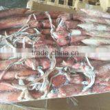 Sea Frozen Loligo Chinensis ,for Italy ,Greece et ,EU Market thumbnail-6