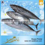 Carton or Woven Bag Packed 18 Months Shelf Life Bonito Exporting thumbnail-4