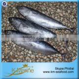 Zhejiang Ningbo Sea Frozen Bonito Tuna thumbnail-5