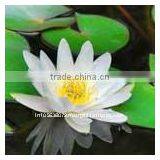White Lotus Absolute Oil thumbnail-1