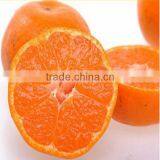 Baby Honney Orange thumbnail-1