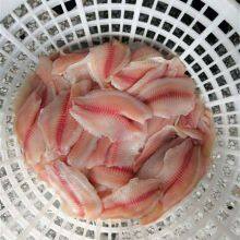 Frozen Tilapia Fillet thumbnail-2