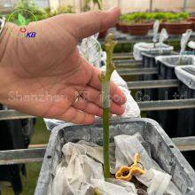 Custom Size 5.5*6.5mm Length Silicone Rubber Grafting Tube Clips for Rose Graft thumbnail-2