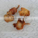 2016 Dried Chanterelles Best Price Best Quality From Yunnan ,China thumbnail-6