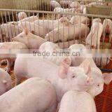 Pig Feed Probiotics SUKAPg thumbnail-2