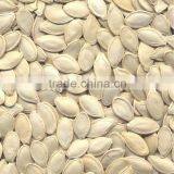 10mm up Yellow Color Shine Skin Pumpkin Seeds thumbnail-1