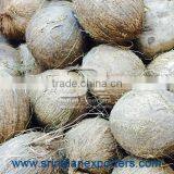 Fresh Indian Coconuts in Semi Husked Condition thumbnail-1