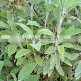 Sage Oil Steam Distilled thumbnail-2