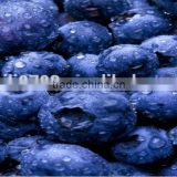 frozen blueberry fruit--iqf blueberries wild fresh blueberries wholesale