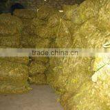 Best Ginger, Fresh Ginger From Viet Nam 2015-2016 thumbnail-3