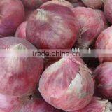 Fresh Red Onion Phulkara Variety