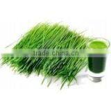Organic Vegetable Powder Wheat Grass Powder thumbnail-4