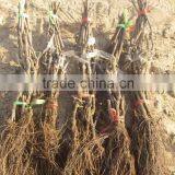 Easy Survival Putao Shu:The Grape Seedling thumbnail-5