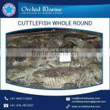 Fully Fresh Frozen Cuttlefish Whole Round for Bulk Buyers