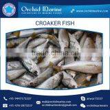 Fresh Frozen Yellow / Silver Croaker Fish thumbnail-2