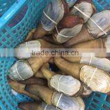 Geoduck Clams thumbnail-3