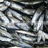 Best Price Chinese Frozen Bonito Fish thumbnail-1