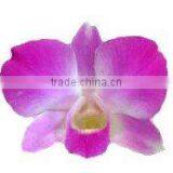 D-007 : DENDROBIUM ANNA ORCHID thumbnail-1