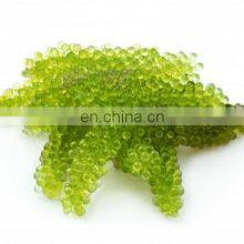 Sea Grapes High Quality Origin Vietnam/Dehydrated Sea Grapes thumbnail-5
