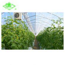 5 Layer UV Agricultural Plastic Film for Greenhouse Tomato Planting thumbnail-4