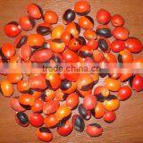 Huayruru Seeds' Beads thumbnail-1