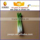 Hot Sale Artificial Vegetable Fake Vegetable Foam Vegetable With Natural Touch Vegetable thumbnail-2