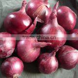 Red Bombay Onion thumbnail-5