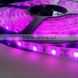 New High Brightness 300 Led Waterproof Fully Customize Flex LED Strips Type and Purple Emitting Color Led Strip 5050 Full Color