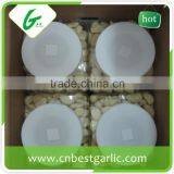 Fresh Peeled Garlic Bag Packing thumbnail-1