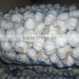 China Common White and Pure White Garlic thumbnail-1