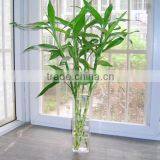 Lucky Bamboo Bonsai thumbnail-4