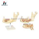 Human Teeth thumbnail-1