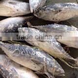 Frozen Skate Wing of Bonito Tuna thumbnail-1