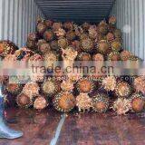 Cycas Revoluta Bare Root thumbnail-1