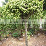 Ficus Benjamina thumbnail-3