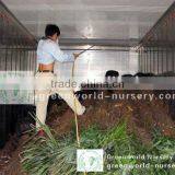 Trachycarpus Fortunei Inside Container thumbnail-1