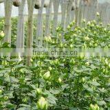 Yunnan Focus Flower Planting Co., Ltd. company overview - view 3 thumbnail