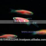 Pink Danio Fish Farm For Sale and Aquarium Fish Export thumbnail-5