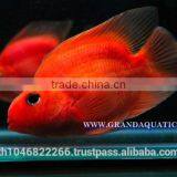 Red Parrot Cichlid Fish Farm For Sale and Export thumbnail-1