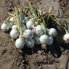 High Yield and Good Disease-resistant White Onion Seeds for Planting thumbnail-3