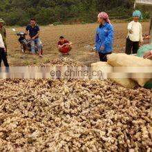 Fresh Ginger From Vietnam thumbnail-2