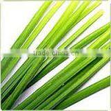 Citronella Essential Oil Cymbopogon Nardus Oil