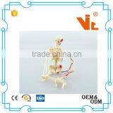 V-HM01 4D MASTER Artificial Human Bone Structure Model thumbnail-4