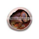 Dino Egg Dig Kits Dinosaur Baby Model thumbnail-5