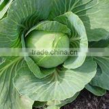 Big Cabbage's Supplier for Sale