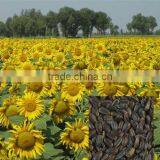 Black Seed Oil Seed thumbnail-1