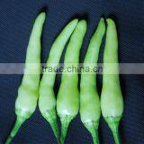 Upright Hot Pepper/Chilli/Cayenne Seed Bai Mi La No.2 thumbnail-4