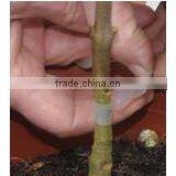 SUCA 2014 Function Omega Grafting Tool With Three Blades/gardon Hand Tool thumbnail-3