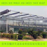 Multi Span Glass Greenhouse for Agriculture Planting thumbnail-3