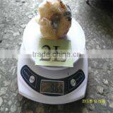 Best Season Cooking Iqf Conch Shell Jewelry thumbnail-1